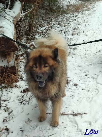 12.2.2025 - Schnee auf der Kleinen Runde